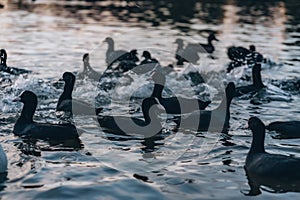 Black ducks swim in dark water of lake at peaceful sunset