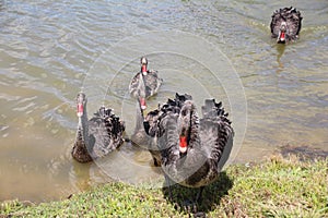 Black Ducks in Water with Red Beaks photo