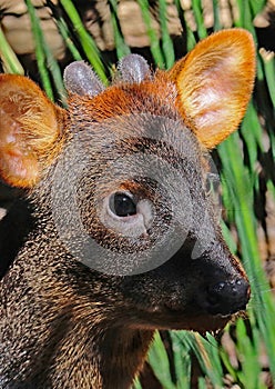 Black Duiker