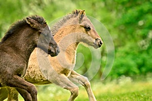 A black and a dun cloloured foal of a icelandic horse are galoping together synchronos in the meadow and are playing and tweaking