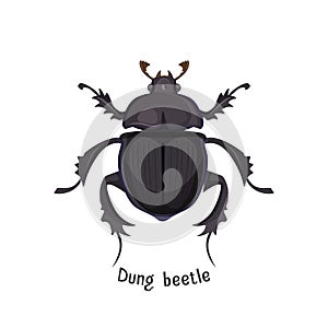 Black dung beetle that has strong unpleasant smell