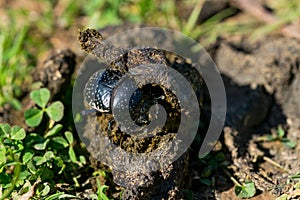 Black dung beetle, scarab beetle, Scarabaeus Ateuchetus variolosus photo