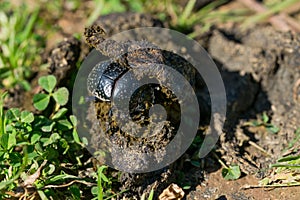 Black dung beetle, scarab beetle, Scarabaeus Ateuchetus variolosus photo