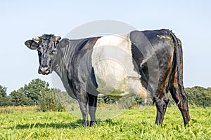 Cow black Dutch Belted with horns in the field on a sunny day, black and white, and with a blue sky