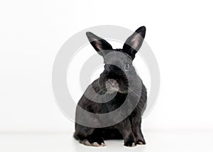A black Dwarf mixed breed pet rabbit sitting