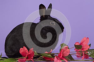 Black dwarf rabbit on purple background