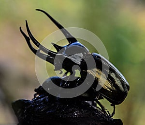 Black Dynastinae on blur backgroun