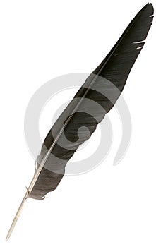 Black eagle feather isolated