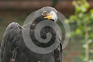 Black eagle, kwazulu Natal, South Africa photo