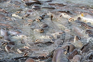 Black ear catfish