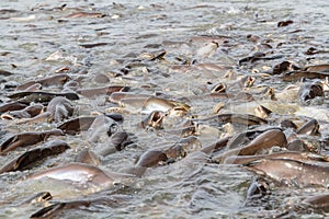 Black ear catfish