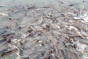 Black ear catfish