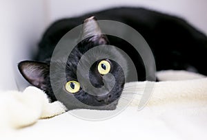 A black ear-tipped shorthair cat lying on a blanket