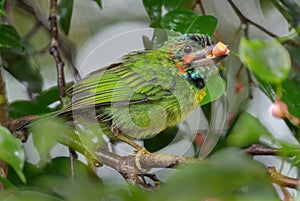 Black-eared Barbet - Psilopogon duvaucelii