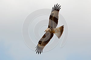 Black eared kite