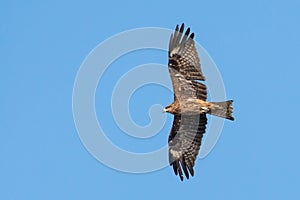 Black-eared Kite flying on the blue sky, Thailand