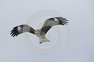 Black-eared kite, Milvus migrans lineatus photo