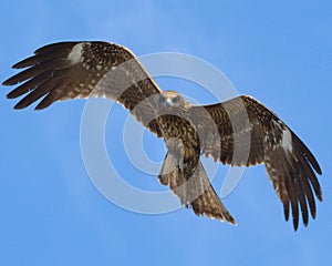 Black-eared Kite (Tobi) looking down with intent