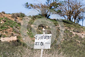Black-eared Wheatear in Los Monegros, Spain photo
