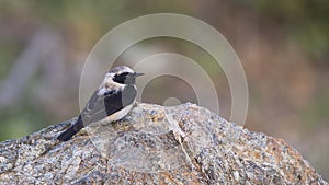 Black-eared Wheatear Standing on Rock