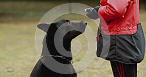 Black East European Shepherd VEO Dog Walks Beside Owner During Obedience Training. Obedience And Execution Of Commands