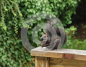 Black Eastern Grey Squirrel eating walnuts on a wooden railing.