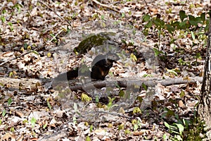 Black Eastern grey squirrel (Sciurus carolinensis) surround by fresh saplings along woodland hiking trail