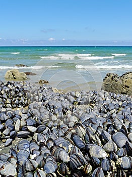 Black eatable mussels on a coast