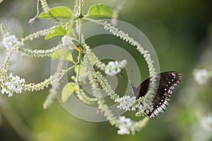 Black Eggfly butterfly eat flower plant nectar with green blur bokeh