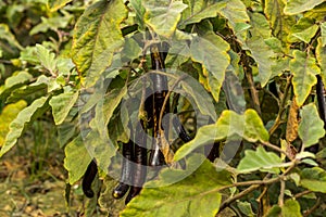 Black Eggplant bears lots of shapes and colors like glossy black green