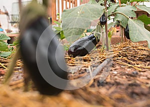 Black eggplant plant. Mulched soil of black eggplant in the organic vegetable garden. Permaculture concept.