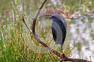 Black Egret Bird Perching On Branch By Lake Egretta ardesiaca