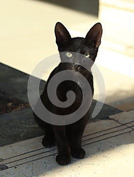 Black egyptian cat looking like bastet goddes from antient egyptian myths