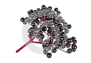 Black elder berries on white background