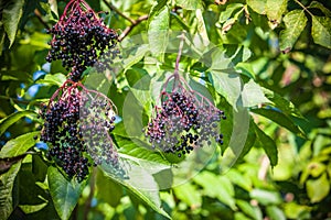 Black Elder fruit photo