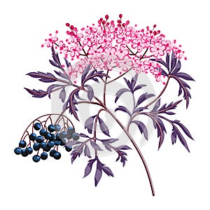 Black elderberry branch with berries and leaves. Elder flower blossom.