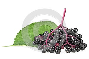 Black elderberry branch with green leaf isolated on white background. Natural healthy organic elder. Sambucus