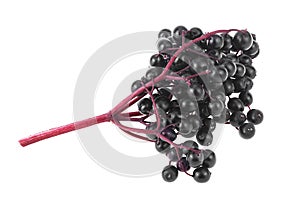 Black elderberry fresh fruit isolated on white background. Black elder berries. European black elderberry