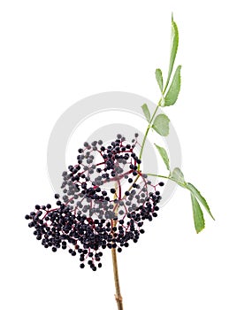 Black elderberry fruit