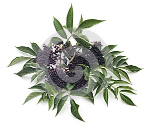 Black elderberry fruit.