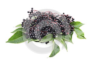 Black elderberry fruit.