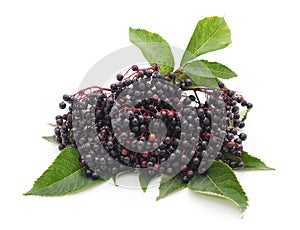 Black elderberry fruit.