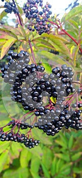 Black elderberry (lat. Sambucus nígra). black berries of the bush close-up.