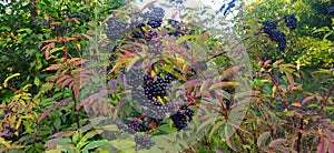 Black elderberry (lat. Sambucus nígra). Large bunches of elderberry. berries and leaves of the bush close-up.