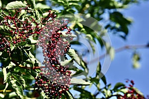 Black elderberry tree with elderberries