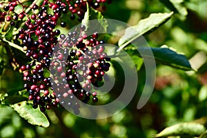 Black elderberry tree with elderberries