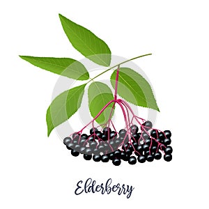 Black elderberry with twig, berries, leaves. Sambucus. black elder plant, European elder, European elderberry. Vector