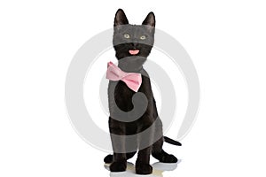 Black elegant metis cat wearing pink bowtie and sticking out tongue