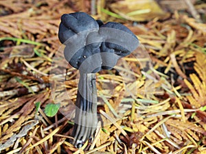 Black Elfin Saddle Mushroom - Helvella vespertina photo