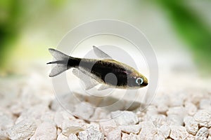 Black emperor tetra Nematobrycon amphiloxus tropical aquarium fish neon tetra